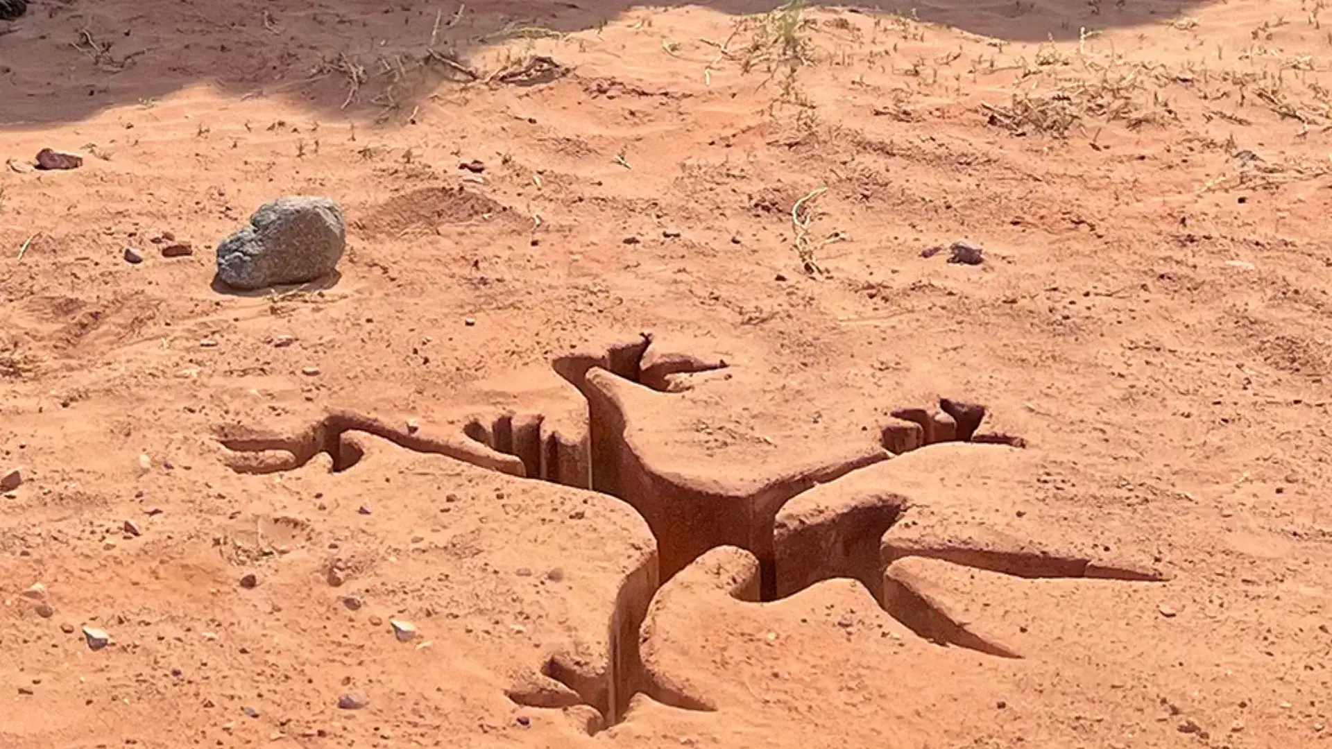 Coyote vs. Acme: A trajetória conturbada do filme que quase não foi lançado